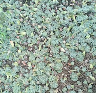 多肉植物可爱玫瑰克罗伊吉娃娃尼克莎娜紫卡贝瑞切糕花卉组合套餐