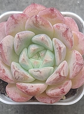 多肉植物雪糖心珍妮麦秆盆栽室内绿植花卉办公室桌面小盆栽数之缘