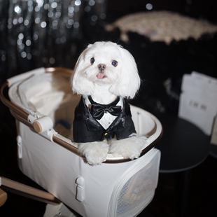 三乐狗狗礼服西装秋装泰迪比熊博美宠物服装雪纳瑞贵宾犬礼服