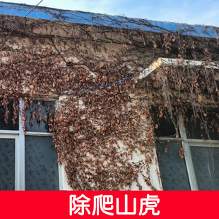 爬山虎专用除草剂烂根烂叶除草药专杀爬墙虎除根一扫光杀爬山虎药