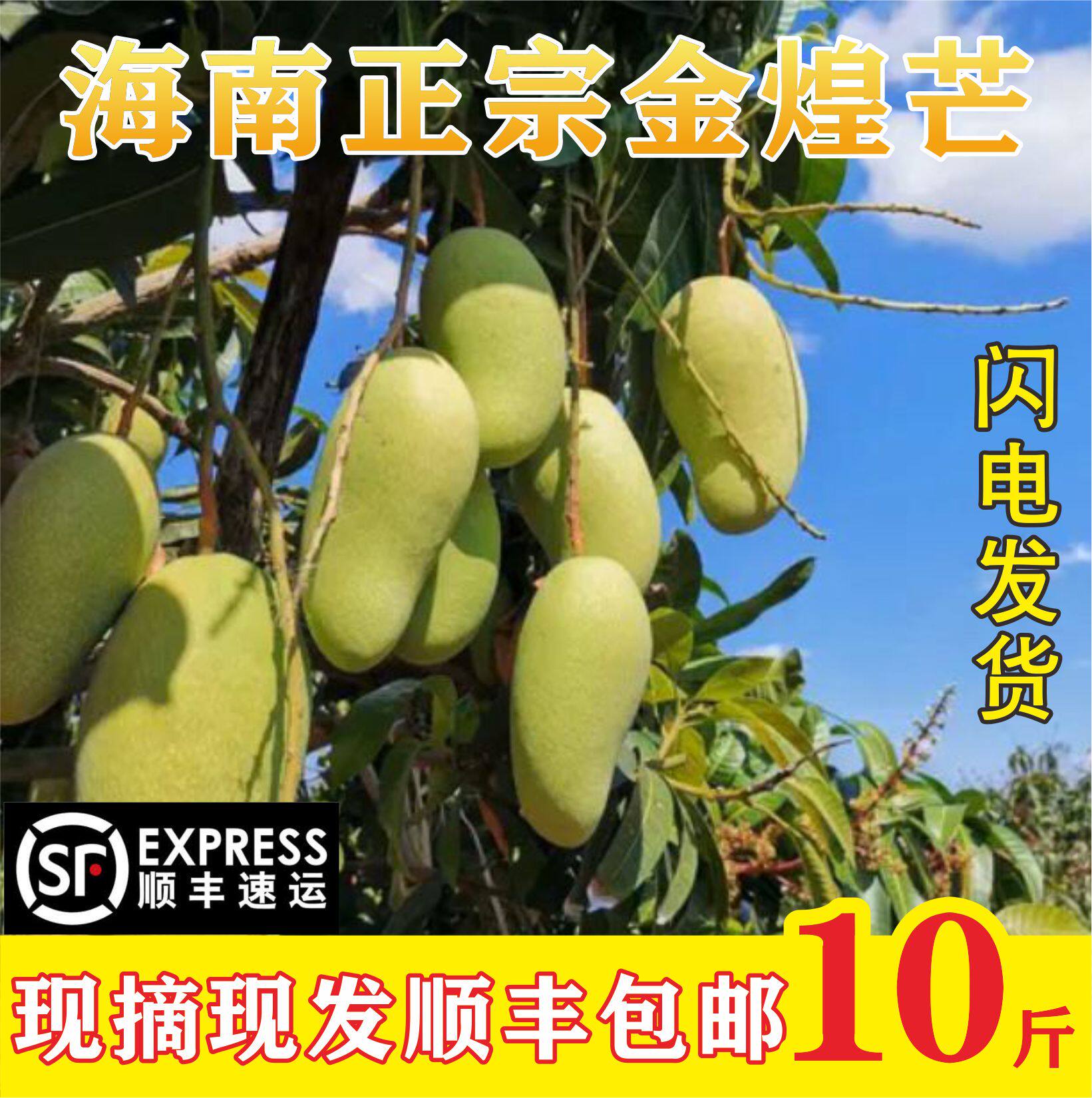 海南三亚水仙芒新鲜金煌芒黄皮大芒果金皇芒大果纯甜9斤装包邮