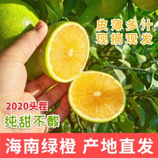 海南绿橙三亚琼中特产新鲜现摘现发绿橙子皮薄多汁精装大果5斤包