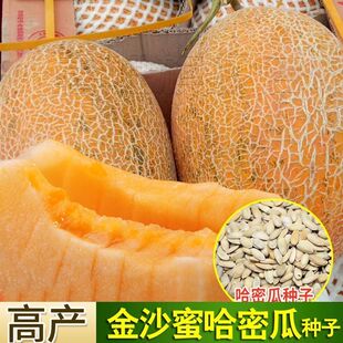 新疆金沙蜜哈密瓜种子香瓜甜瓜种孑网纹高糖四季春季大早熟水果籽