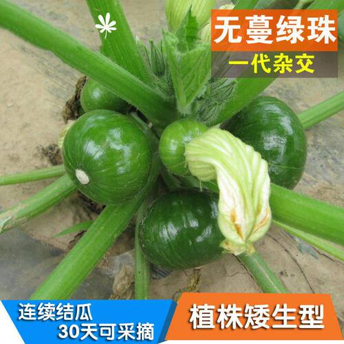 无蔓嫩南瓜种子早熟懒人
