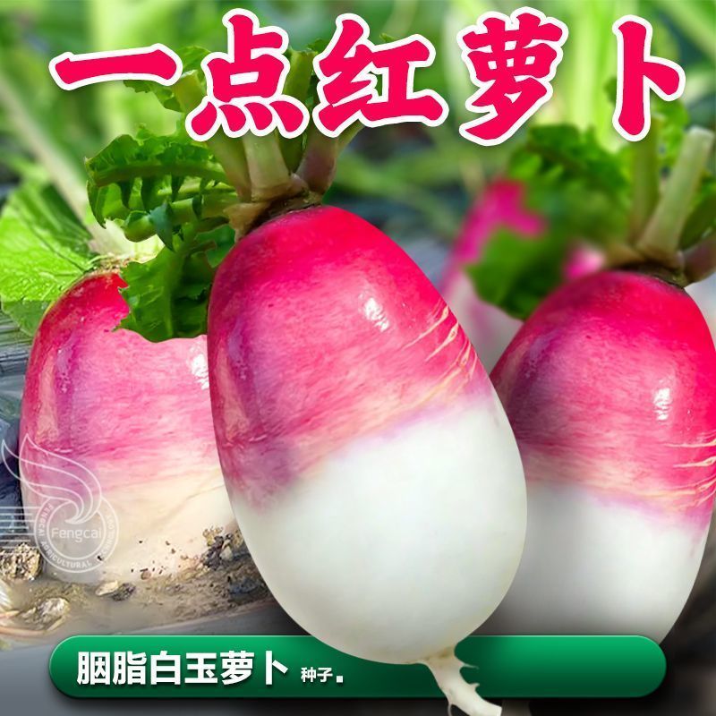 一点红萝卜种子甜脆水果图片