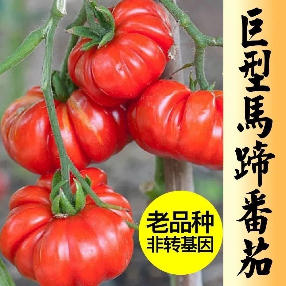 【店铺热销】马蹄番茄种