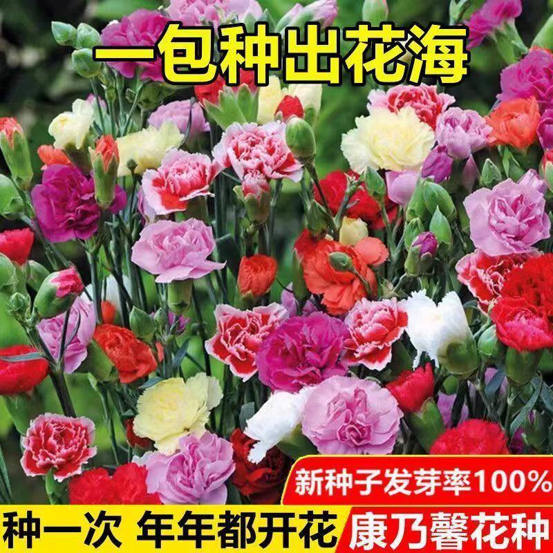 重瓣康乃馨种子易种活花
