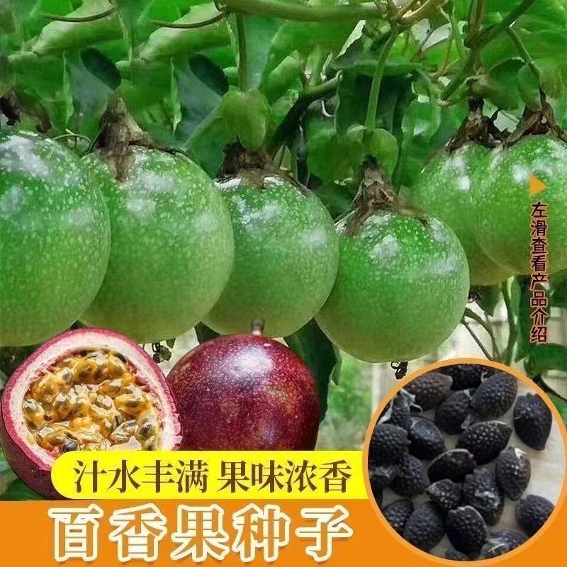 百香果种子籽四季水果之