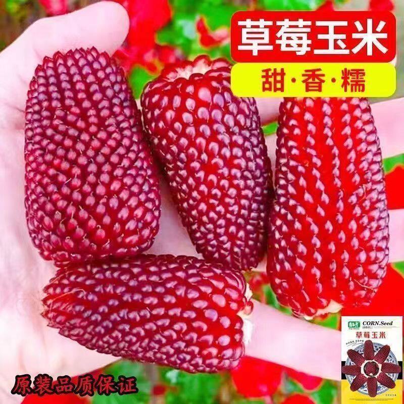 超甜草莓玉米种子鲜食生