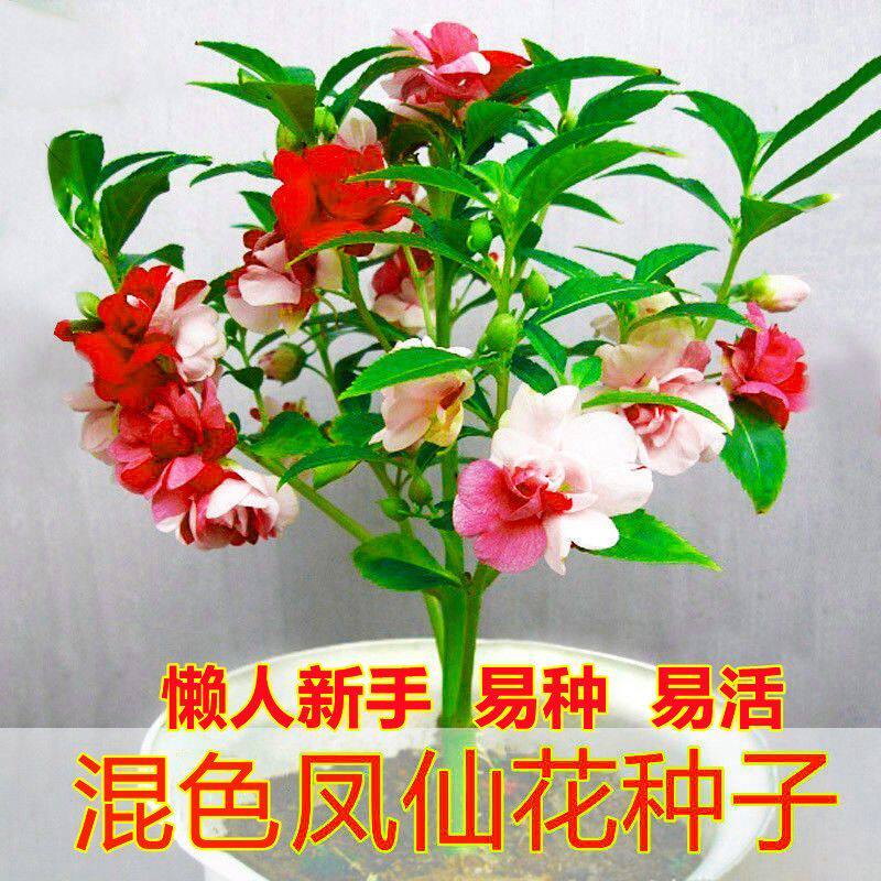 混色凤仙花种子多色可染