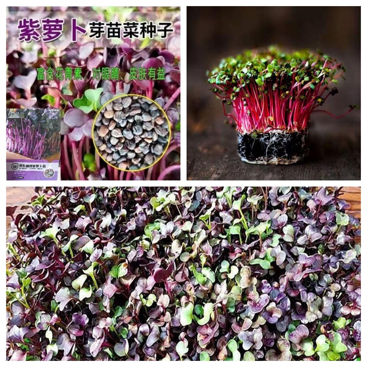紫萝卜苗种子紫色白红水