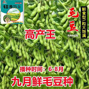 九月鲜毛豆种子大粒晚熟重阳豆种子青黄豆菜毛豆种子高产蔬菜种籽