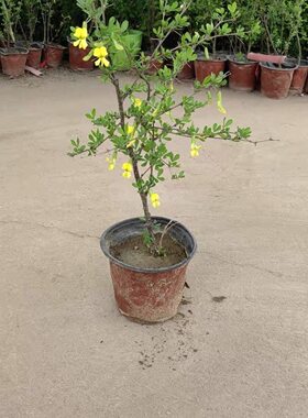 食用金雀花树苗盆栽黄金雀阳台庭院种植南雀耐寒植物阳雀花锦鸡儿