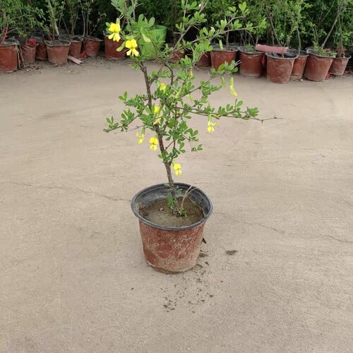 食用金雀花树苗盆栽黄金雀阳台庭院种植南雀耐寒植物阳雀花锦鸡儿