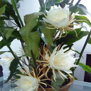 昙花苗阳台桌面高档盆栽昙花琼花苗昙花盆栽白色昙花带根易活好养