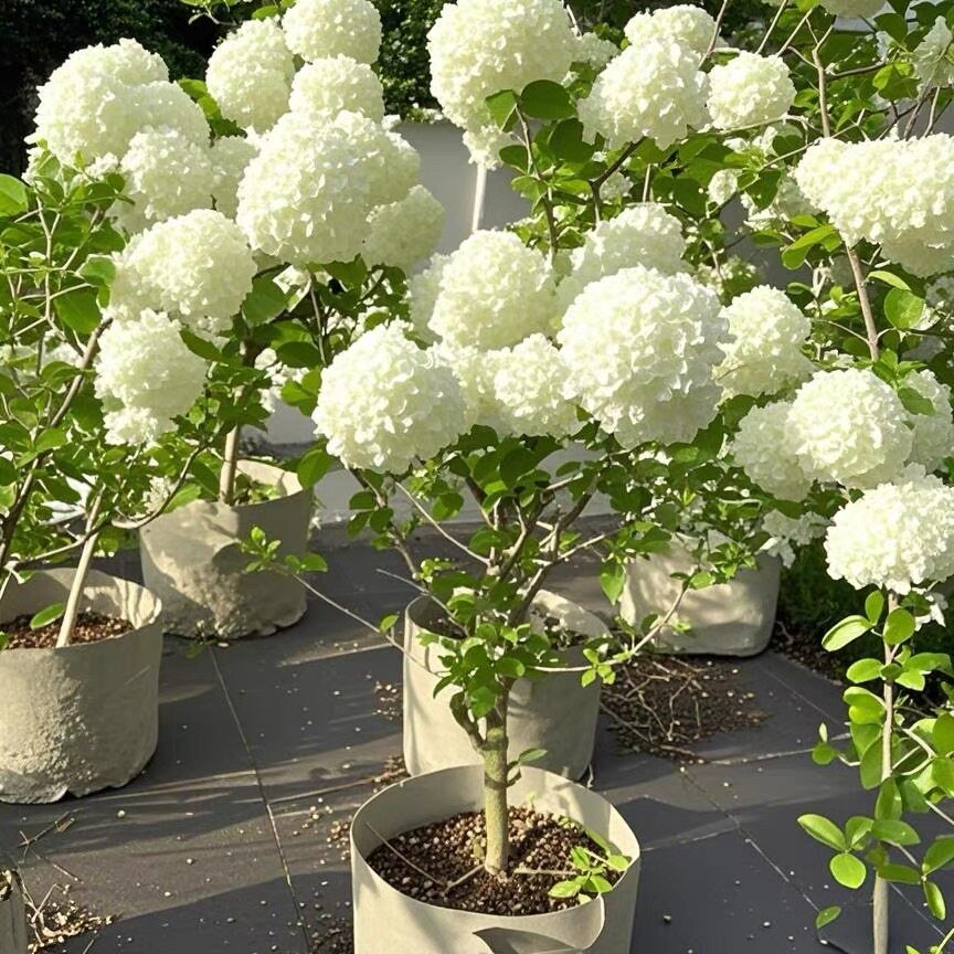 中华木绣球树苗斗球花庭院别墅耐寒耐热四季花卉球型植物带花好养图片