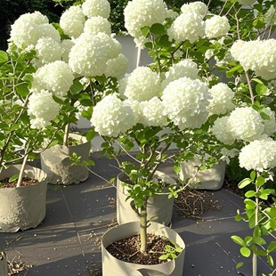 中华木绣球树苗斗球花庭院别墅耐寒耐热四季花卉球型植物带花好养