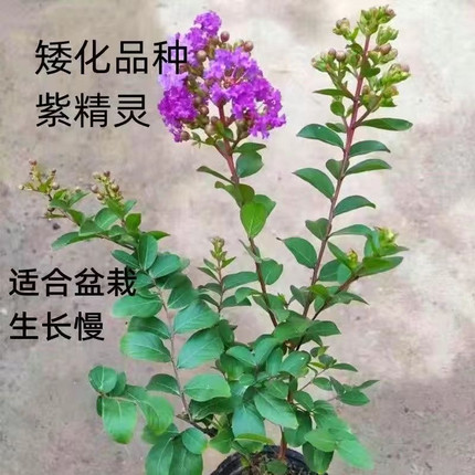 矮化紫薇天鹅绒紫叶丹红紫精灵紫薇红花紫薇四季庭院阳台植物开花
