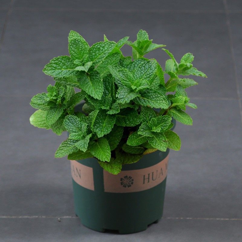 柠檬薄荷盆栽可食用迷迭香薄荷叶苗驱蚊草水培好养花卉室内绿植物