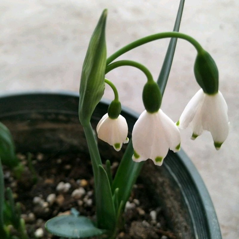 新品雪片莲种球当年开花盆栽夏蓝铃花雪滴花四季花卉百合球耐寒花