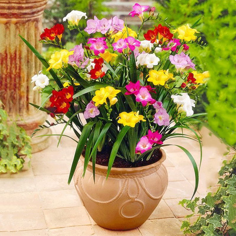 香雪兰种球阳台四季室内盆栽花卉植物小苍兰种根新手种植种子种球