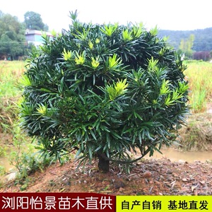 罗汉松球形树苗四季常青定型雀舌罗汉松盆景老桩别墅庭院耐寒好养