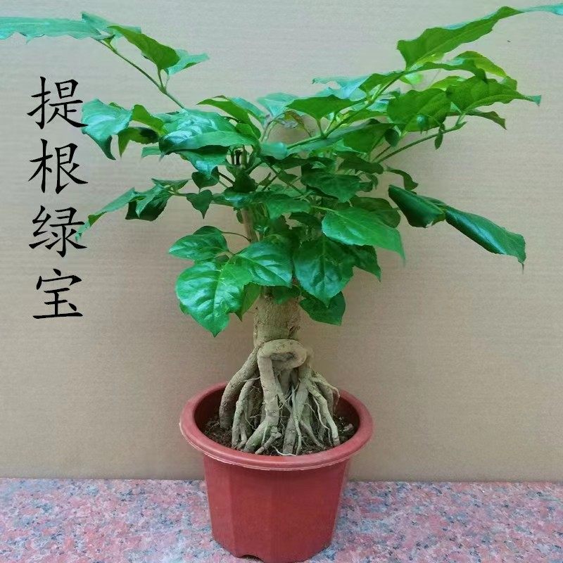 10提根幸福树绿宝盆栽造型景