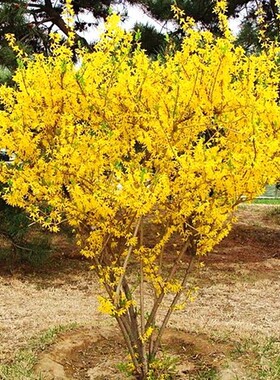10连翘花苗盆栽庭院阳台迎春