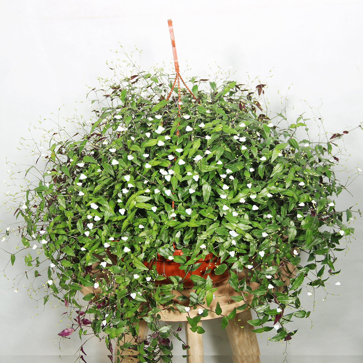 婚纱吊兰秋冬开花垂吊室内吸甲醛好养四季阳台花卉客厅卧室花期长