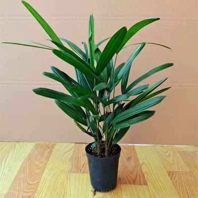 棕竹盆栽室内绿植好养植物盆景