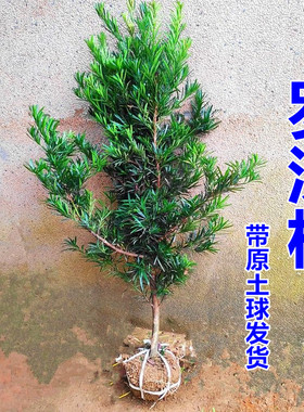 10吸甲醛净化空罗汉松树苗庭