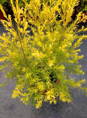 10黄金香柳植黄金香柳植物