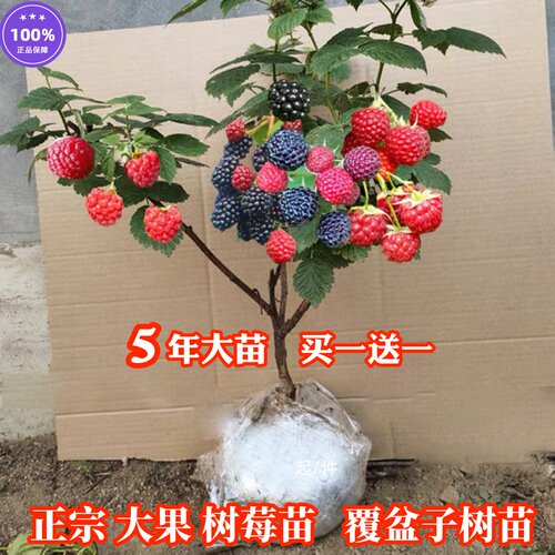 树莓苗双季树莓覆盆子树苗黄红树