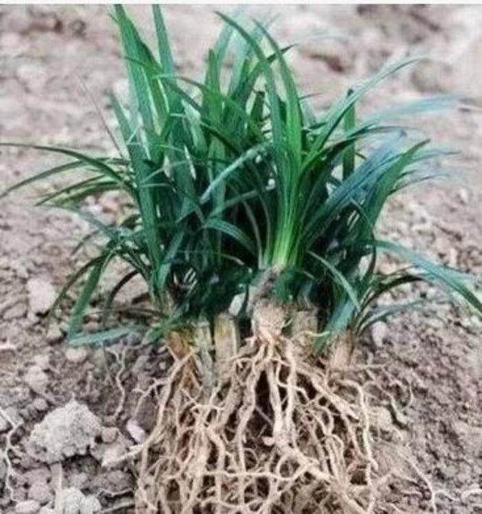 植树节苗高档庭院矮麦冬草户外种植玉龙草耐阴地被四季常青草地被
