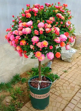 树状月季庭院花卉阳台盆栽形
