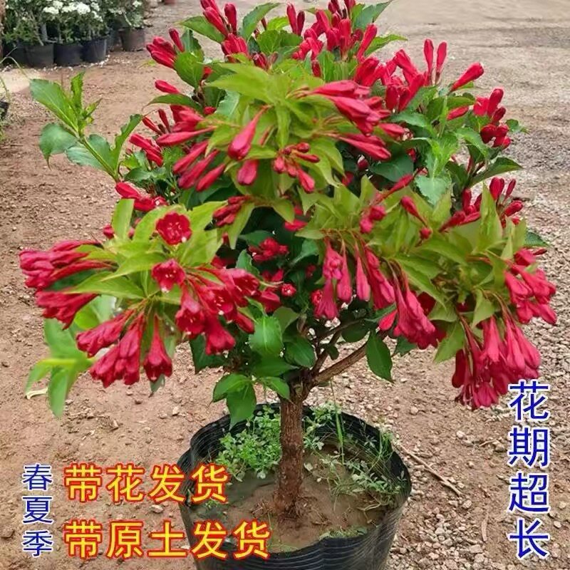 红王子锦带苗高杆锦带树庭院耐寒风景树绿篱花卉盆栽五彩锦带树苗