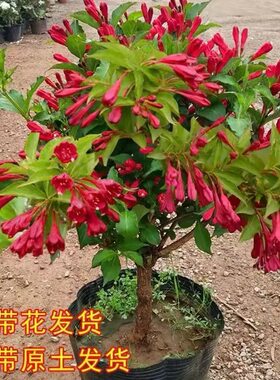 红王子锦带苗高杆锦带树庭院耐寒风景树绿篱花卉盆栽五彩锦带树苗