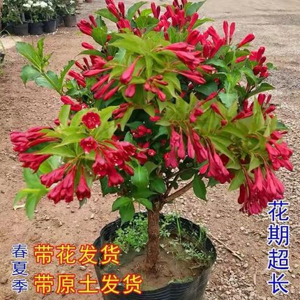 红王子锦带苗高杆锦带树庭院耐寒风景树绿篱花卉盆栽五彩锦带树苗
