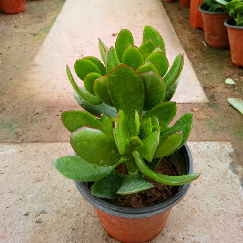 玉树盆栽老桩红边玉树多肉植物三色花月玉树锦厚脸皮树燕子掌绿植