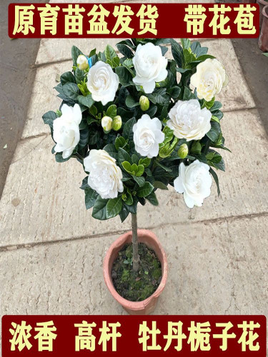 独杆栀子花苗四季种植大叶牡丹栀子花盆栽丛生浓香型客厅阳台好养