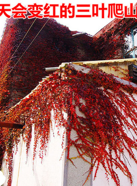 庭院攀援爬藤植物五叶地锦三叶爬山虎大苗子红叶多年生爬墙虎盆栽