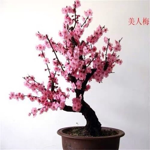 美人梅老桩精品梅花盆景树桩耐寒原生矮化室内庭院阳台耐寒朱砂梅