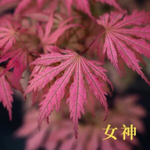 女神枫树苗脉纹系品种盆景花园庭院阳台盆栽彩叶槭枫四季枫树苗