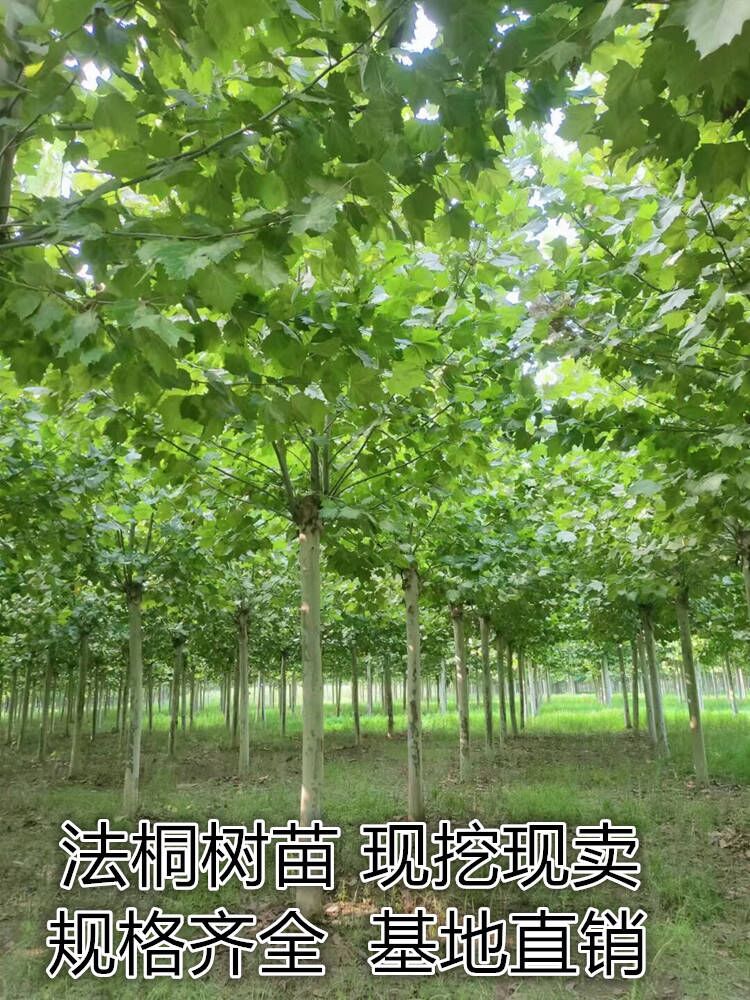 法国梧桐树苗别名青皮悬铃