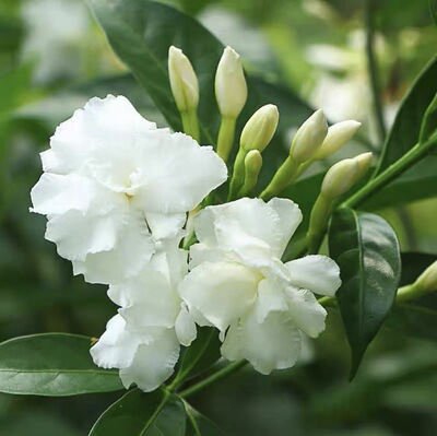 丁香花树苗盆栽水晶茉莉狗芽花多季开花好养室内阳台庭院浓香花卉
