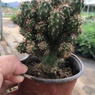 仙人山虎头罗汉山影拳仙人掌类沙生多肉植物虎头山影盆栽耐旱花卉