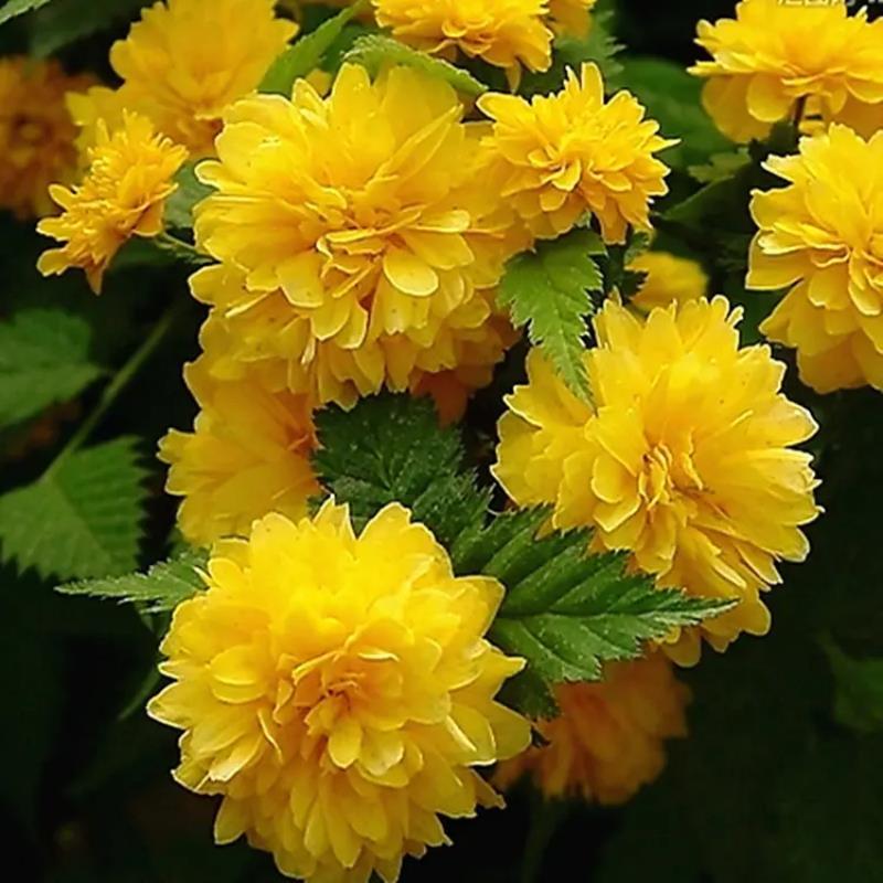 爬藤攀缘四季植物棣棠花苗阳台庭院地栽盆栽重瓣棣棠花苗耐寒耐热