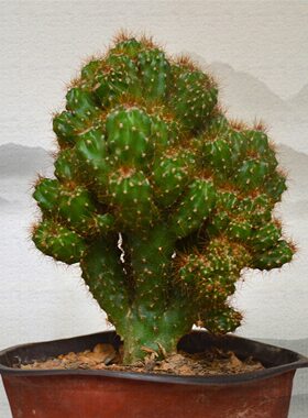 仙人山虎头罗汉山影拳仙人掌类沙生耐旱多肉植物虎头山影盆栽绿植