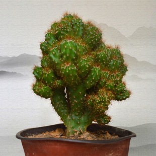 仙人山虎头罗汉山影拳仙人掌类沙生耐旱多肉植物虎头山影盆栽绿植