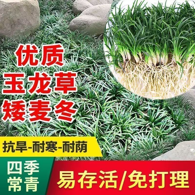 矮麦冬草皮日本玉龙草花园植物四季常青长不高庭院别墅绿化耐践踏图片